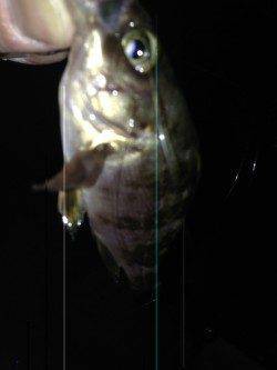 須磨　メバリング釣行で良型ガシラ☆