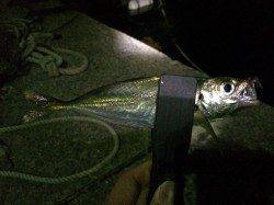 戸坂・塩津漁港　小指サイズの豆アジの中ボトムで良型ヒット