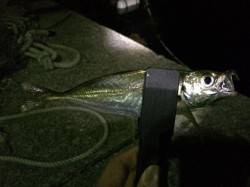 戸坂・塩津漁港　小指サイズの豆アジの中ボト…