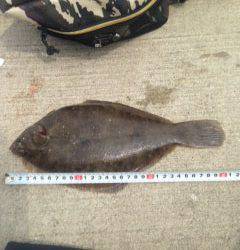 須磨エリア、遠投はやめてちょい投げしたらカレイをGET！