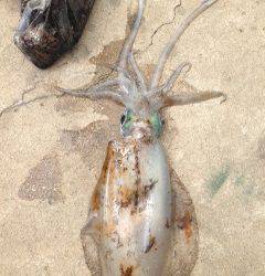 深日漁港　エギングでアオリイカ＆コウイカ☆　潮が動いたタイミングでヒット