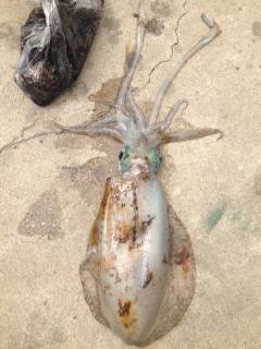 深日漁港　エギングでアオリイカ＆コウイカ☆…