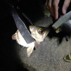 加太漁港　アジング釣行で〜19cmのアジ　早めか平日釣行がオススメ