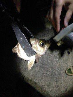 加太漁港　アジング釣行で〜19cmのアジ　早めか平日釣行がオススメ