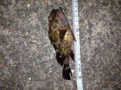 飾磨～広畑　スナメリの群れで厳しい釣果に