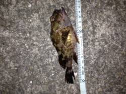 飾磨～広畑　スナメリの群れで厳しい釣果に