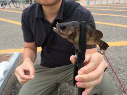 胴付き+ワームでアタリ多発！ 北公園でメバ…