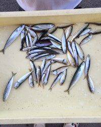 マリーナシティ海釣り公園 サビキで豆アジ&イワシ入れたらかかる！