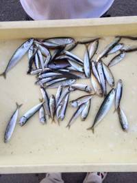 マリーナシティ海釣り公園 サビキで豆アジ&イワシ入れたらかかる！