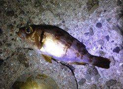 福良湾　メバリングでメバル〜15cm8尾　アジの姿も