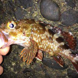 佐野漁港メバリングでガシラ・ソイ〜当たりが多く楽しめました(=ﾟωﾟ)ﾉ