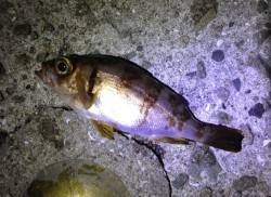 福良湾　メバリングでメバル〜15cm8尾　…