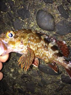佐野漁港メバリングでガシラ・ソイ〜当たりが…