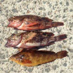 新浜漁港　朝５時半からの投げ釣りでガシラ＆アイナメ