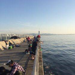 貝塚でサビキ釣り〜カタクチイワシを100匹ほど