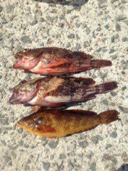 新浜漁港　朝５時半からの投げ釣りでガシラ＆アイナメ