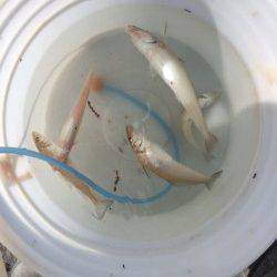 太地くじら浜公園　日の出からちょい投げでキス狙いの釣行