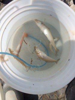 太地くじら浜公園　日の出からちょい投げでキス狙いの釣行
