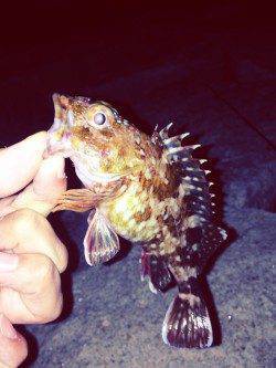 佐野漁港でメバリング〜2時間の短期戦でガシラ4匹