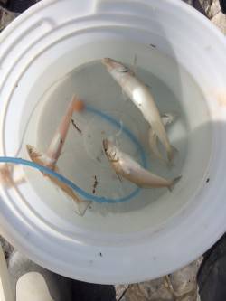 太地くじら浜公園　日の出からちょい投げでキ…