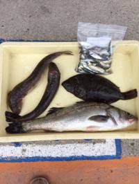 マリーナ釣り公園 サビキでマイワシ・豆アジ…