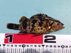 垂水漁港　胴突きにタケノコメバル16cm