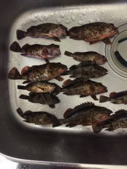 佐野漁港　ボトム狙いのメバリングにガシラが…