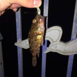 佐野漁港　ボトム狙いのメバリングにガシラが数ヒット