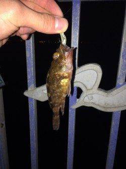 佐野漁港　ボトム狙いのメバリングにガシラが数ヒット