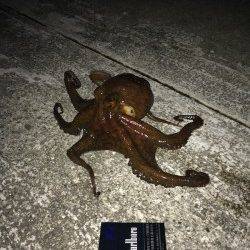 鳥取ノ荘メバリング〜ジグヘッドでタコ釣れてしまいました(笑)