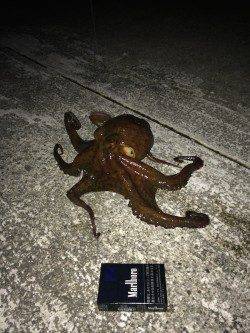 鳥取ノ荘メバリング〜ジグヘッドでタコ釣れてしまいました(笑)