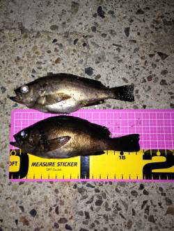 アジュール舞子～西舞子　22時頃～ のメバ…