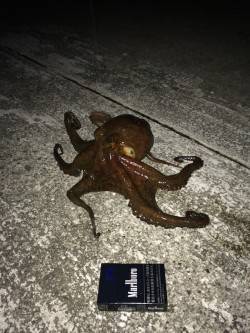 鳥取ノ荘メバリング〜ジグヘッドでタコ釣れて…