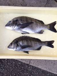 マリーナシティ海釣り公園 良型チヌが釣れています♪