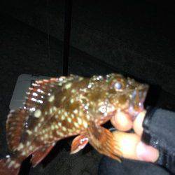 シャローのボトムでガシラ・メバル〜神戸空港のメバリング