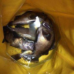 的形　メバリング釣行はレンジ深めでアタリ