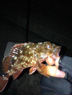 シャローのボトムでガシラ・メバル〜神戸空港のメバリング