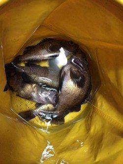 的形　メバリング釣行はレンジ深めでアタリ