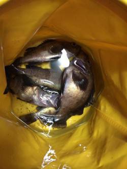 的形　メバリング釣行はレンジ深めでアタリ