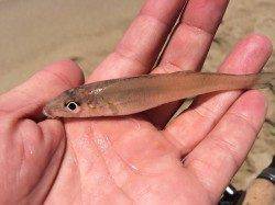 須磨海岸ワームでチョイ投げ〜キスと赤ちゃんヒラメ