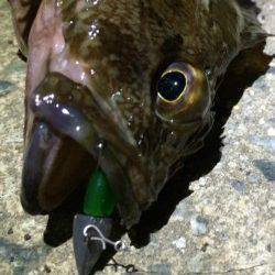 野田　爆風覚悟のルアーゲームでガシラがヒット