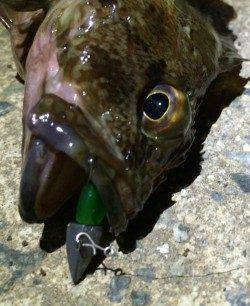 野田　爆風覚悟のルアーゲームでガシラがヒット