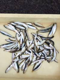 サビキで豆アジ&マイワシ♪　マリー…