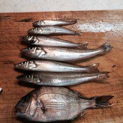 伊根　デカキス狙いの釣行もアタリは小さめ