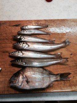 伊根　デカキス狙いの釣行もアタリは小さめ