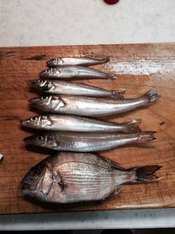 伊根　デカキス狙いの釣行もアタリは小さめ