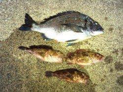 竹野のフカセ釣りでチヌ・ガシラ〜餌取りが多かったです