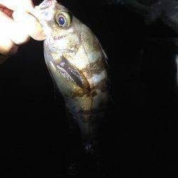 りんくうでのメバリング釣果〜メバル最盛期！