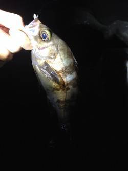 りんくうでのメバリング釣果〜メバル最盛期！…