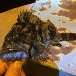 運河でメバリング、腹パンのタケノコメバルとガシラの釣果